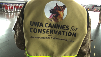 International News: Sniffer dogs fight wildlife trafficking in Uganda