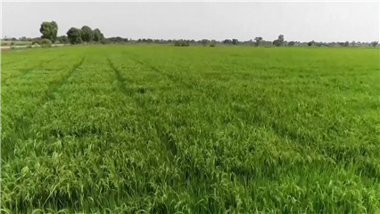 International News:  Sustainable agriculture boosts yields, generates carbon credits for Nigerian farmers