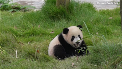 China News: Panda cubs seen bonding with caretaker at breeding base in Chengdu