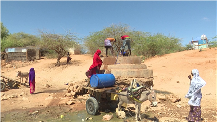 International News: Water shortage hitting livelihoods hard in rural Somalia