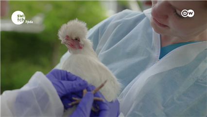 DW's Tomorrow Today: Healthy animals, healthy humans — why it matters