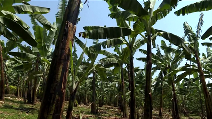 International News: C.A.R. business turns plantain fibers into eco-friendly bags