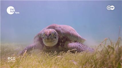 DW's Eco Africa: The fight to save Libya's endangered sea turtles