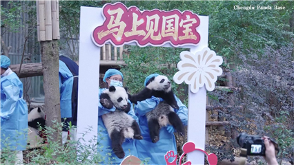 China News: Panda cubs send Spring Festival greetings from southwest China
