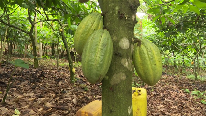 International News: EU deforestation rules grill Cameroon's cocoa industry