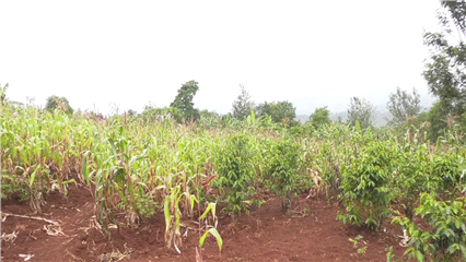 International News: Burundian students use AI to tackle crop diseases