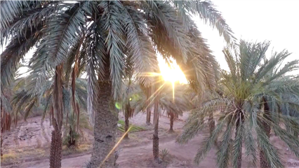 International News: Algeria turns surplus, lower-grade dates into booming value-added industry