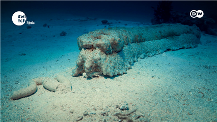 DW's Eco Africa: Hidden battles beneath the waves