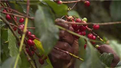 International News: Uganda records strong earnings in coffee exports
