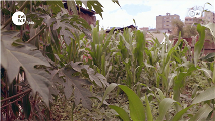 DW's Eco Africa: Growing food in the sand with algae