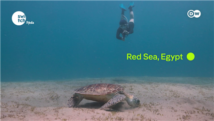 DW's Eco Africa: Tourists saving sea turtles in Egypt