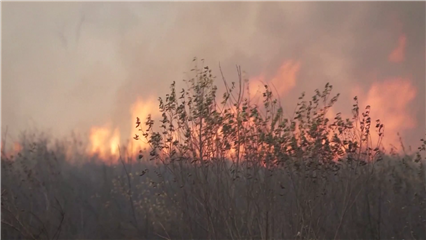 International News: Wildfires across Europe largely contained, but economic toll runs deep