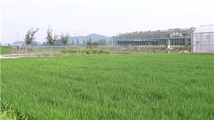 China News: Smart farming plants seeds of prosperity in east China's Zhejiang