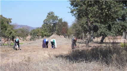 International News: Seed bank boosts climate resilience for farmers in drought-prone Zimbabwe district