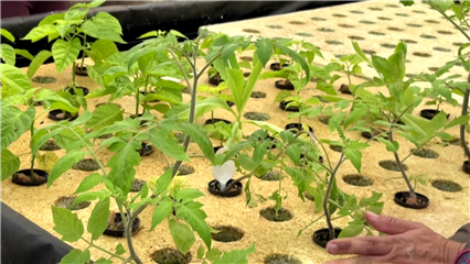 International News: Aquaponics puts down roots in Cote d'Ivoire